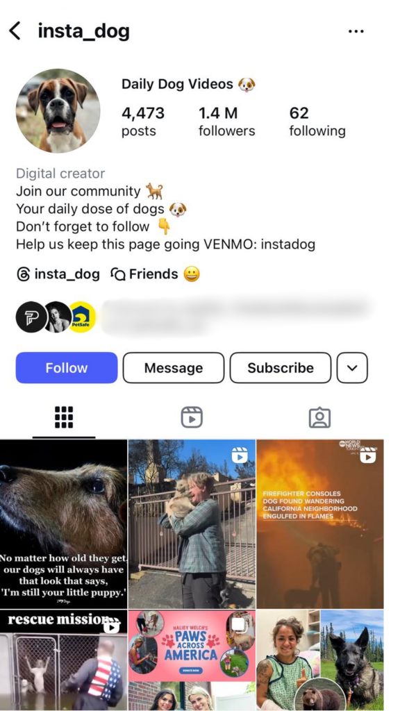 faceless dog instagram theme page